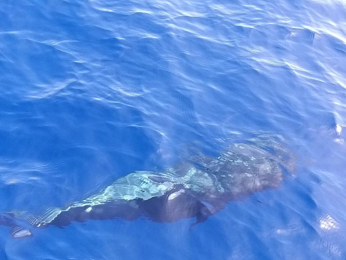 Tenerife Playa La Arena 圣地亚哥港 外观 照片
